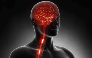 dibujo de un torso. En color rojo brillante está destacado el cerebro y el sistema nervioso
